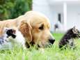 Chats en coma éthylique, chiens brûlés à la javel: des vétérinaires alertent contre la désinfection des animaux