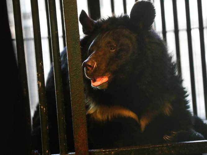 Beer Yampil zat moederziel alleen in verwoeste Oekraïense zoo en wordt nu opgevangen in Limburg
