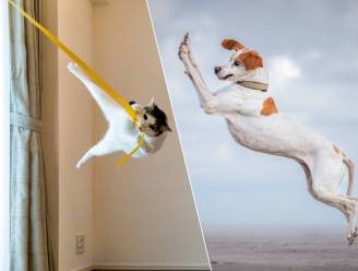 IN BEELD. Van een vliegende kat tot een dansende hond: enkele finalisten van de Comedy Pet Photography Awards