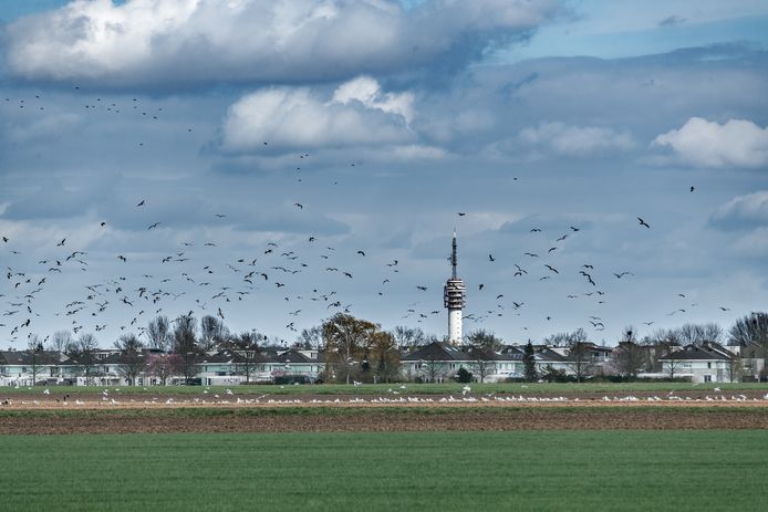 Het open gebied Bulkenaar, ten zuidwesten van Roosendaal, is de plek voor de nieuwbouw van het Bravis ziekenhuis. Het gebied wordt heringericht als zorglandschap, zeg maar een park voor iedereen.