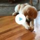Deze pups zijn dol op... lepels!