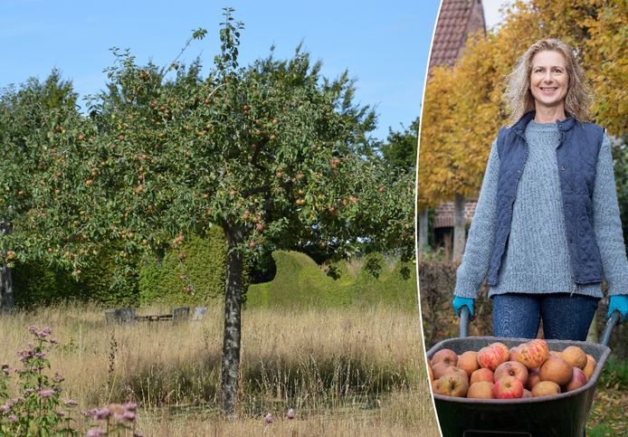 Je hebt helemaal niet veel plaats nodig om fruitbomen te planten, weet tuinexperte Laurence Machiels.