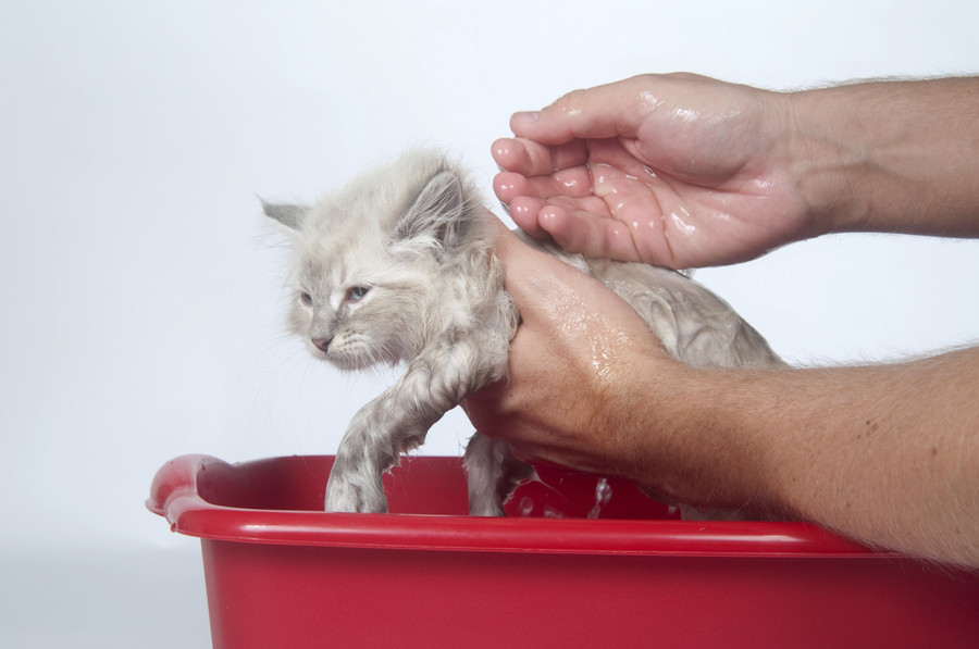 Можно купать котенка 2 месяца. Кота купают. Мытый котенок. Мытьё питомцев. Приспособление для мытья кошек в ванной.