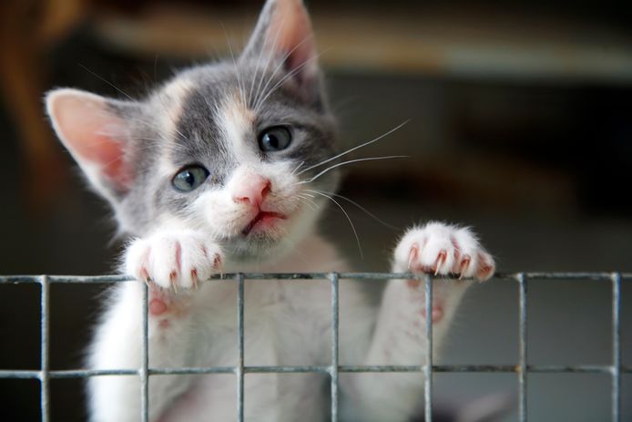 klinker bros binnenplaats Dierenasielen "verzuipen" in kittens en katten: "Een huisdier is een  wegwerpartikel geworden" | Binnenland | hln.be