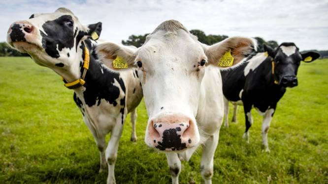 Taalkundige onderzocht de taal van de koe: ‘Koeien zijn net zo sociaal als honden’