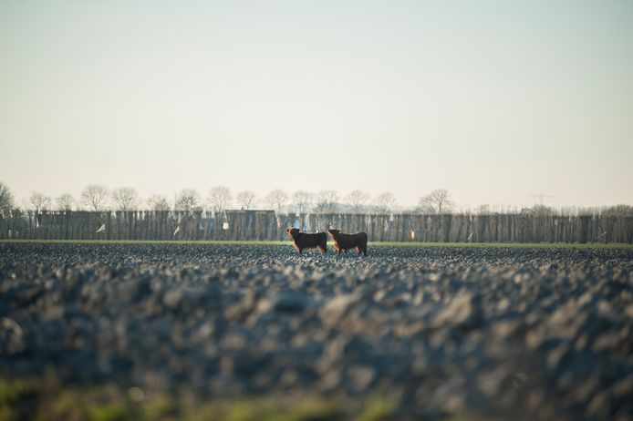 De twee jonge Schotse hooglanders weten al sinds maandagavond uit handen van hun belagers te blijven.
