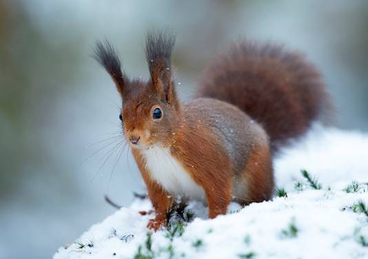 Eekhoorn in de sneeuw in de achtertuin van natuurfotograaf Ruurd Jelle van der Leij 