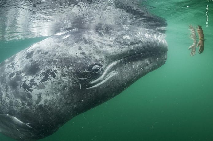 De liefste. Een jonge grijze walvis inspecteert een hand van een toerist voor de kust van Mexico. Wildlife Photographer Of The Year