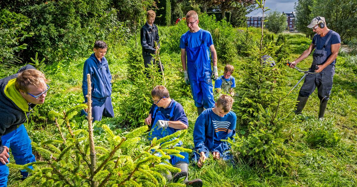 Tweede bos voor 'recycle kerstboom' Zoetermeer AD.nl