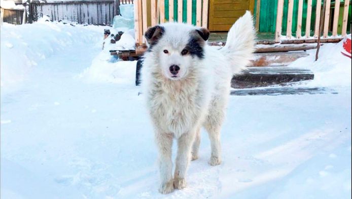 Deze hond hield een door zijn moeder achtergelaten peuter twee dagen lang in leven. Zonder hem was het jongetje kansloos geweest in de barre vrieskou.