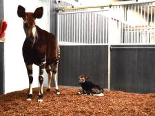 Beschuit met muisjes voor Safaripark Beekse Bergen: baby-okapi Beni geboren