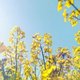 Nog even genieten: vanaf déze dag is het klaar met de zomer