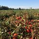 Van tomaat tot tomatensaus: met Knorr de velden in