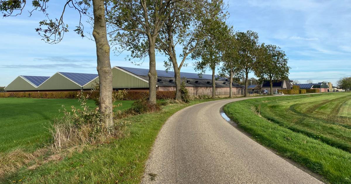 Varkensbedrijf moet van rechter flink betalen voor jarenlange stankoverlast