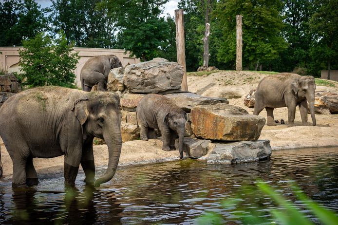 De olifanten van Planckendael mogen vanaf maandag weer bezoekers verwelkomen.