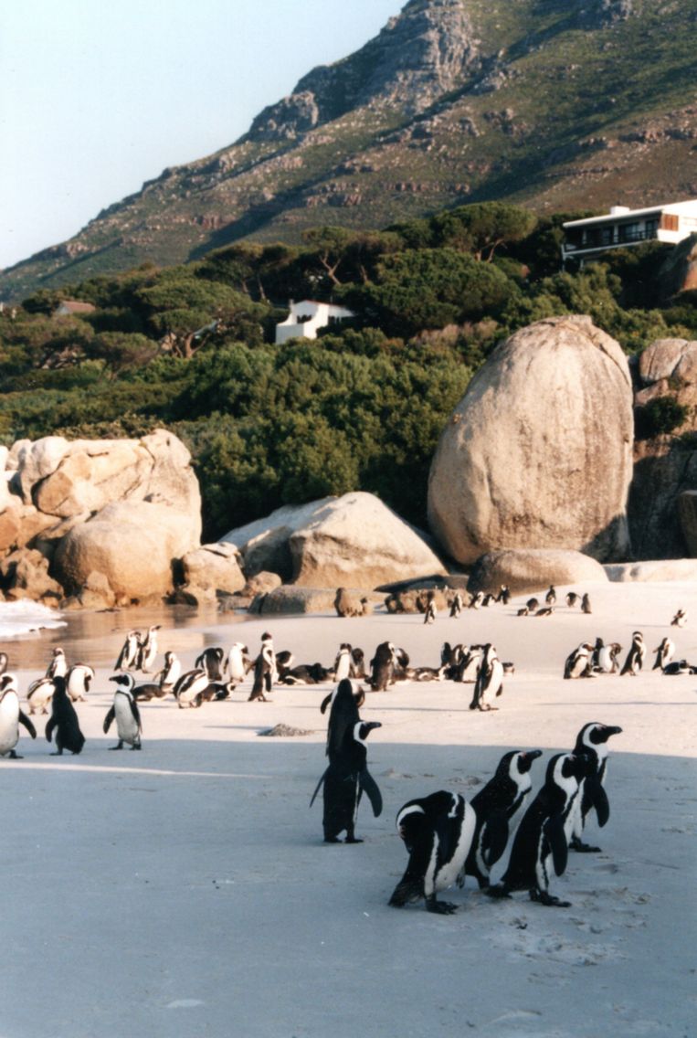Ronddwarrelende pinguïns op Boulders Beach, vlak bij Kaap de Goede Hoop, doen ons wegsmelten. Beeld Barbara Debusschere