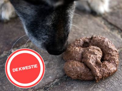 Onbegrip over mensenpoep in Park Lingezegen: ‘Ontmasker via DNA de smeerlappen én laat ze flink beta