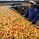 De rijpe Nederlandse appel blijft aan de boom hangen