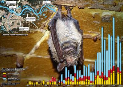 De vleermuis is terug van weggeweest: 150 stuks gezien tijdens wintertelling in omgeving Nijmegen