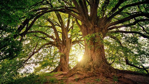 The Hidden Life of Trees