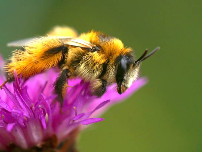 Hoe een tuin bijen- en natuurvriendelijk inrichten?