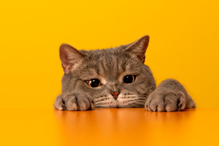 Wow: dít voorwerp treffen dierenartsen het vaakst aan in een kattenmaag Beeld Getty Images