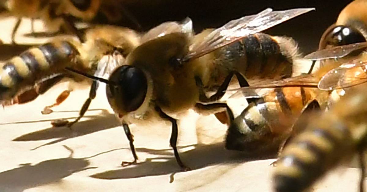 Une IA permet de communiquer avec les abeilles, ce qui inquiète les ...