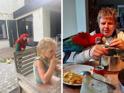 1.000 euro voor tip naar vermiste papegaai Rio: “Wij en de buren zijn er het hart van in”