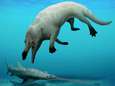 Vierpotige walvisachtige gevonden in Egypte 