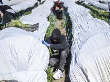 Migranten vertrekken weer: Frankrijk dringend opzoek naar seizoensarbeiders