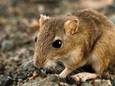 Veertien gerbils en chinchilla vrijwillig afgestaan aan politie na controle van team dierenwelzijn 