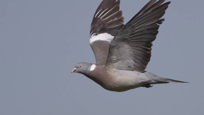Vogelweekend in West-Vlaanderen: “Meer houtduiven, ekster verdwijnt uit top tien” 
