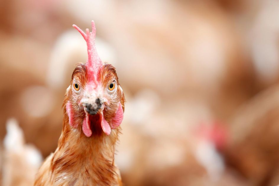 Kip zit vol resistente bacteriën TROUW