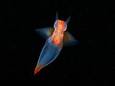 Clione limacina, communément appelé Papillon de mer, Clione ou Ange de mer, est une espèce de petits mollusques marins.