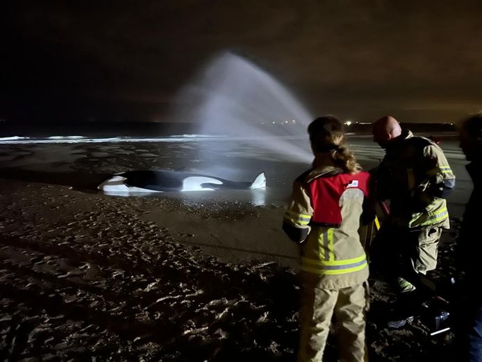 Aangespoelde orka na korte doodsstrijd overleden op strand van Cadzand ...