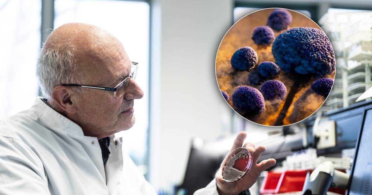 Rising Global Concern Over Candida Auris: Medical Microbiologist Jacques Meis Expresses Alarm