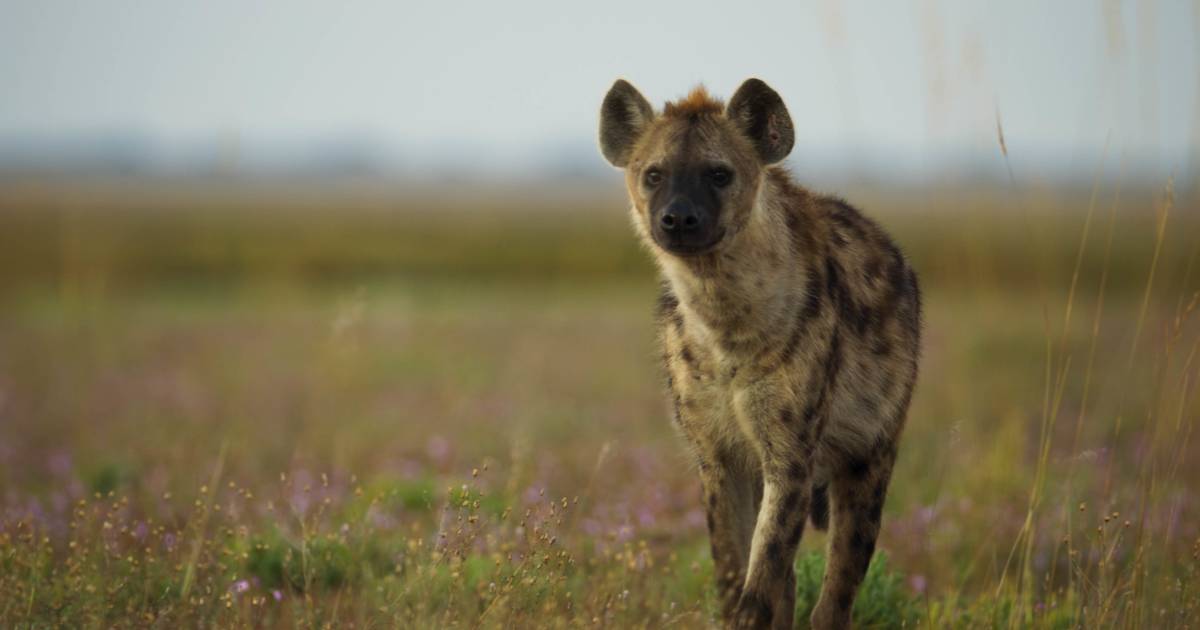 Hyenas kill a man near the university in a suburb of Nairobi, and fear is growing among students |  outside