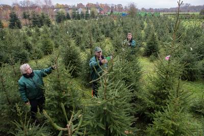 Pas de kerstboom opzetten als Sinterklaas geweest is? Dat gebeurt echt niet meer: 'Het wordt steeds 