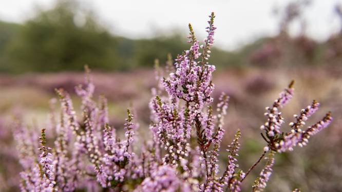 Staatsbosbeheer herstelt zeldzame Twentse natuur: ‘Elke drup grondwater doet ertoe’
