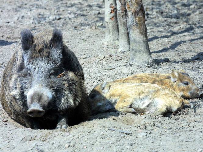Al meer dan 35.000 everzwijnen met varkenspest afgemaakt in Wallonië