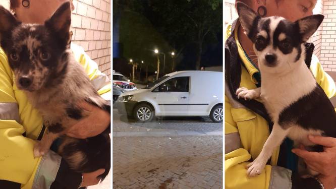 Chihuahua’s Coco en Nina achtergelaten in gestolen auto in Valkenswaard