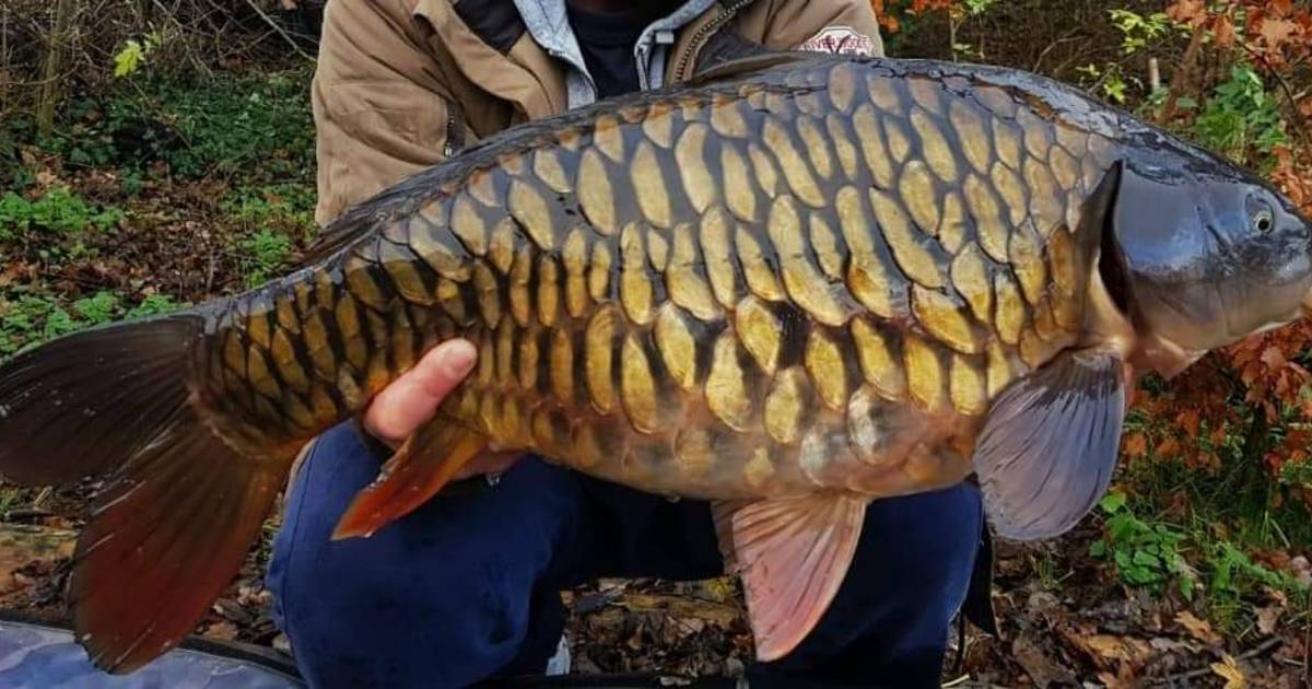 Spiegelkarpers spetteren straks in regenwater van Middelrodense daken