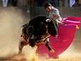 Nog nooit zo’n lange periode zonder corrida's: Spaanse vechtstierenfokkers op rand van faillissement