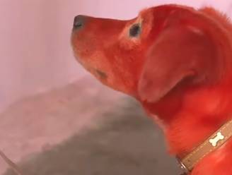 Pure mishandeling: dierenbeulen verven hond rood