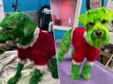 Ashley laat hond groen en rood verven en wordt beschuldigd van dierenmishandeling