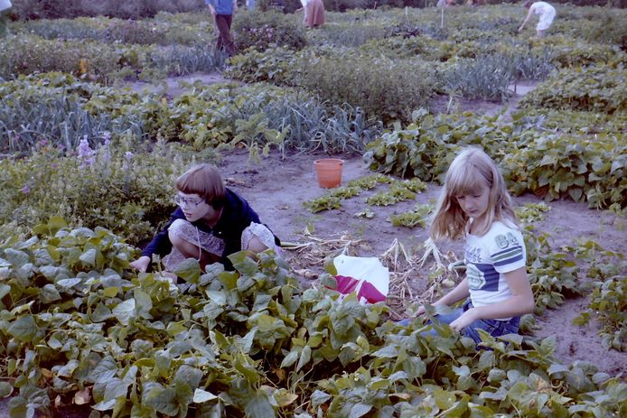 Ter hoogte van de Dahliatuin was vroeger een kindertuin. Kinderen konden hier onder begeleiding zelf groentes kweken, zoals boontjes, bietjes, worteltjes en sla. De tuin was op de woensdagmiddag en zaterdagmorgen geopend. Het meisje links op deze foto uit 1978 is Mirjam Koning met rechts haar nichtje Chieni van Deventer.