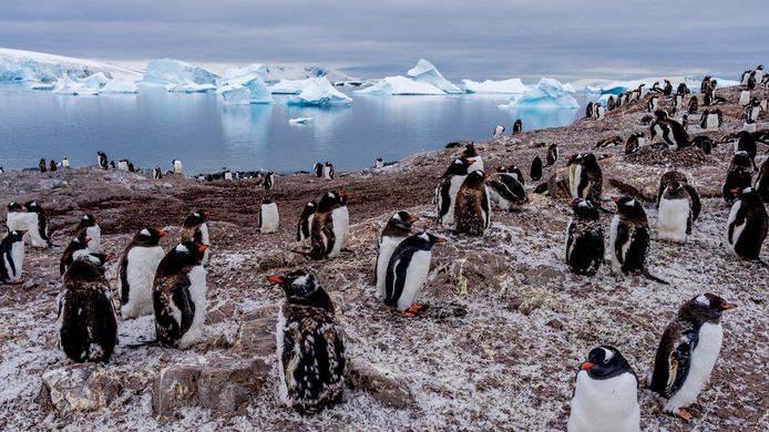 Wat de opwarming van de aarde zal doen met de ijskappen op Antarctica zal een grote invloed hebben op de zeespiegel voor de kust van Nederland.