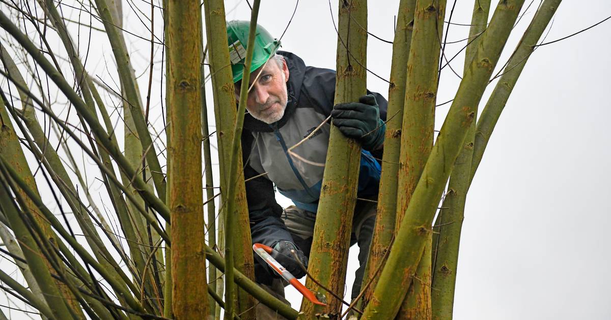 Het wilgen knotten is begonnen in Diepenheim. Is dat niet wat vroeg?