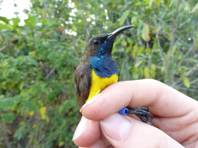 Spesies burung baru ditemukan: Wakatopi honeysuckle