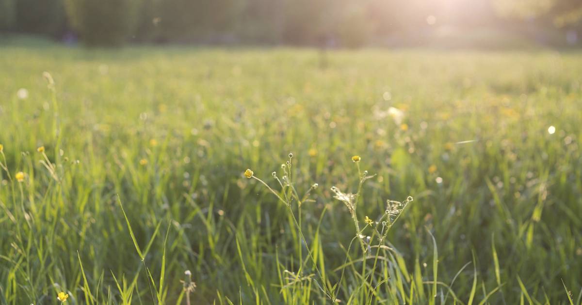 Bewoner ziet ‘iets wits’ in weiland Sterksel liggen: blijkt naakte, onderkoelde jongen, vermoedelijk